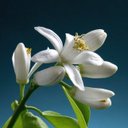 Avatar for user "paulapinguin"
