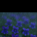 Avatar for user "shrinking_violet"