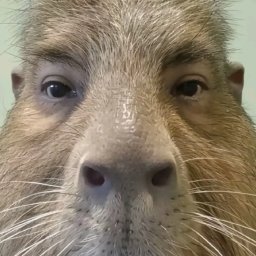 Avatar for user "marcellfejes-kovacs"