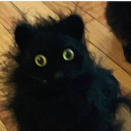 Avatar for user "stealthecat"