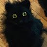 Avatar for user "stealthecat22"