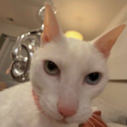 Avatar for user "cesallin"