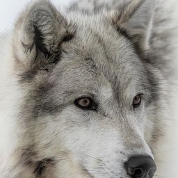 Avatar for user "swolfe"