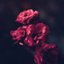 Avatar for user "alinafng"