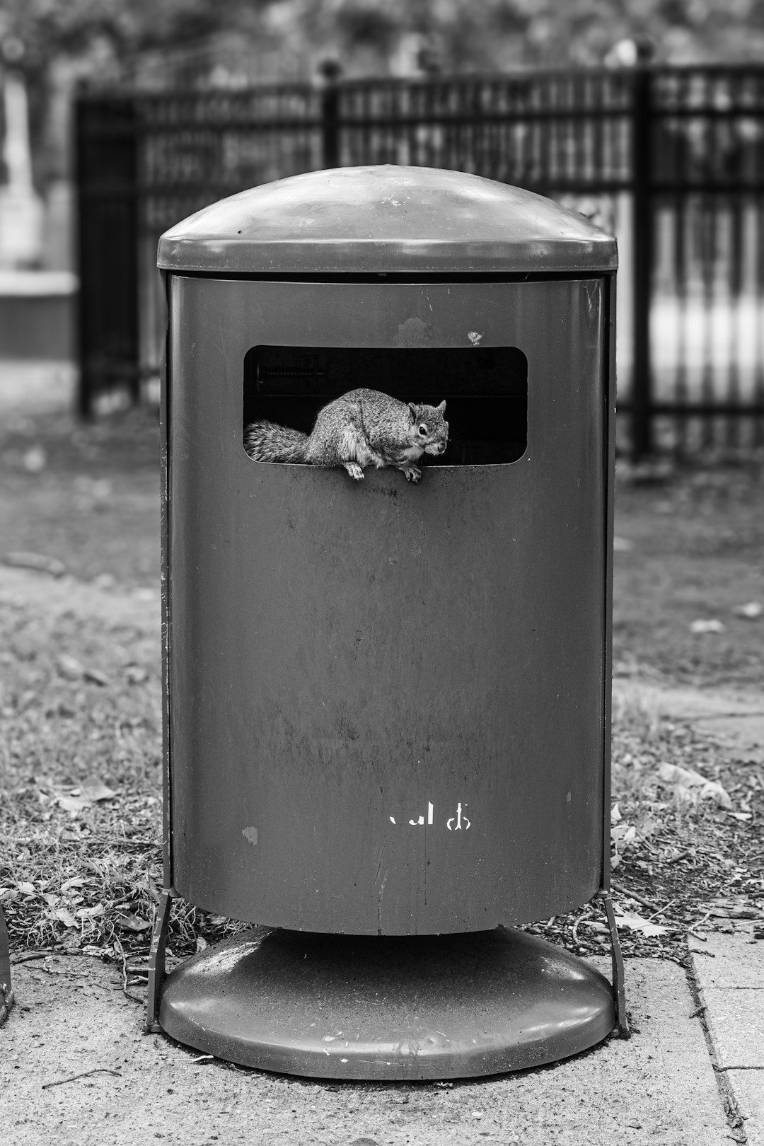 A squirrel peering out of a park bin, in black and white