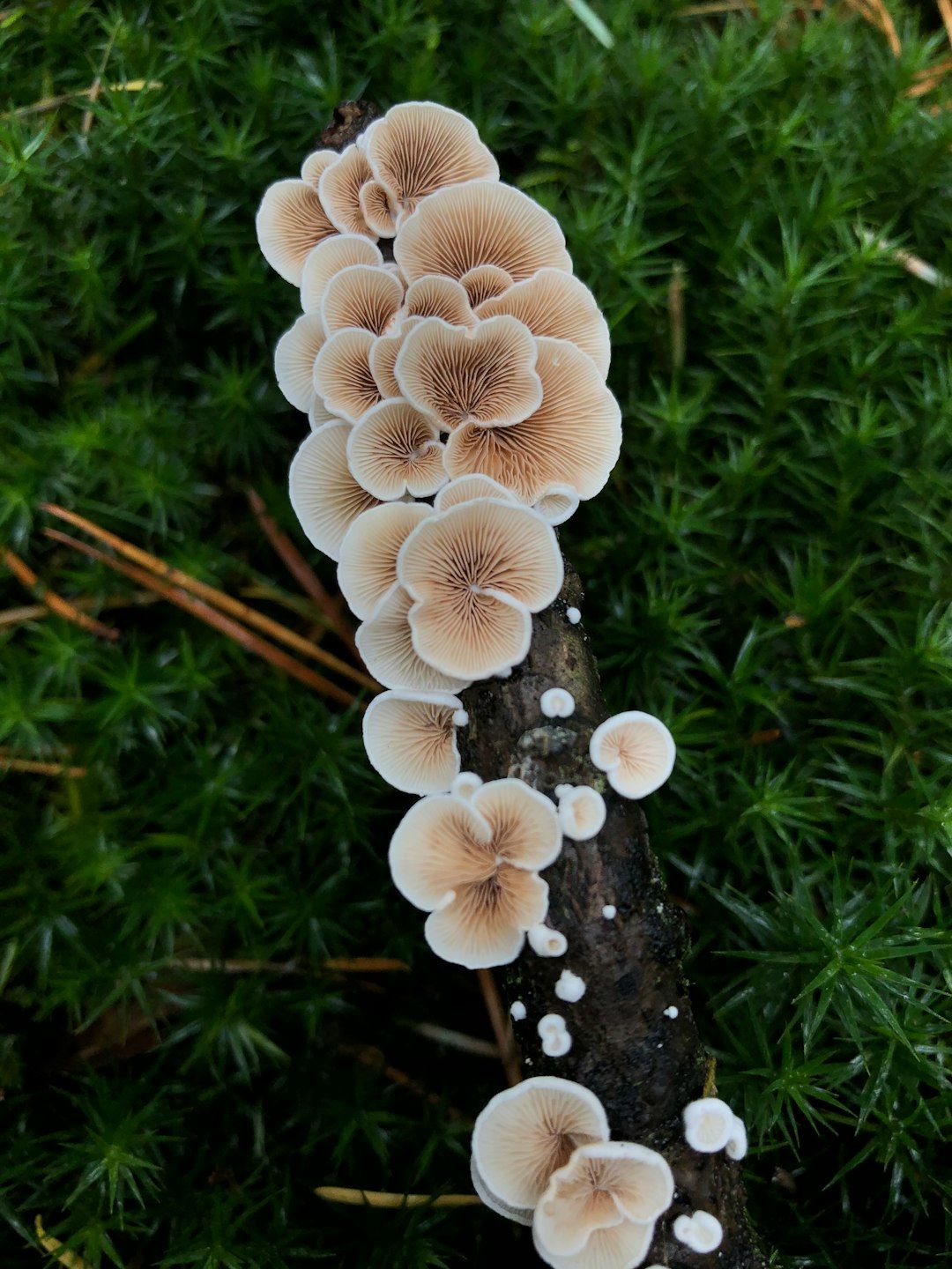 Cluster of pale mushrooms growing up a branch in green moss