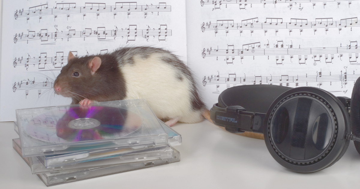 Rat sitting on a stack of CDs next to headphones and sheet music