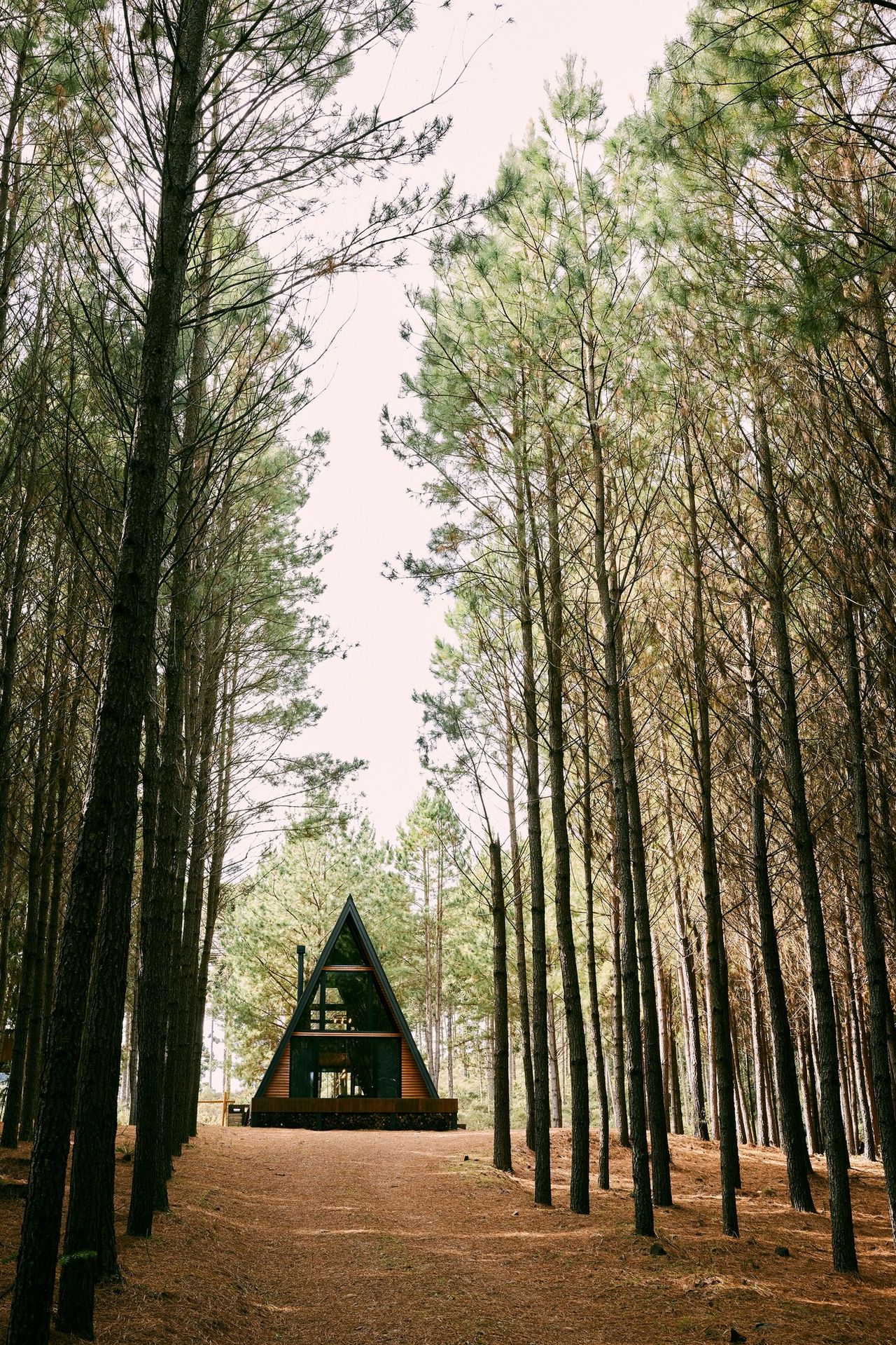 A-frame cabin at the end of a path between tall pine trees