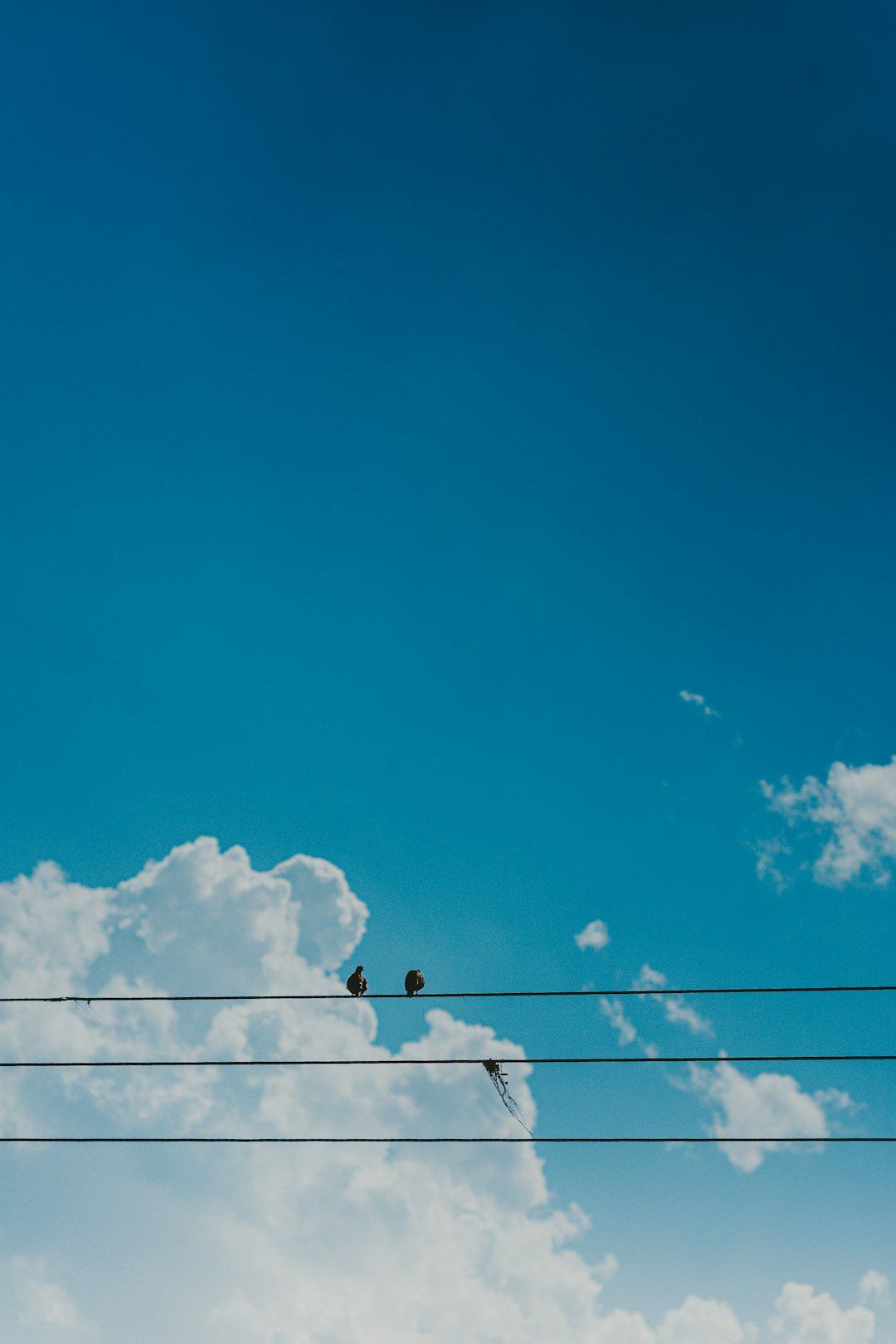 Birds on power lines against a deep blue sky