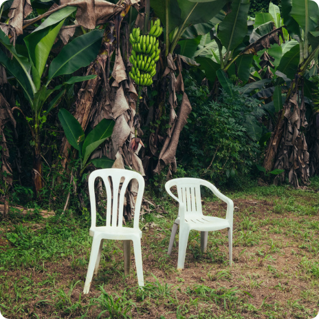 Album cover - two white plastic chairs in a clearing under banana trees