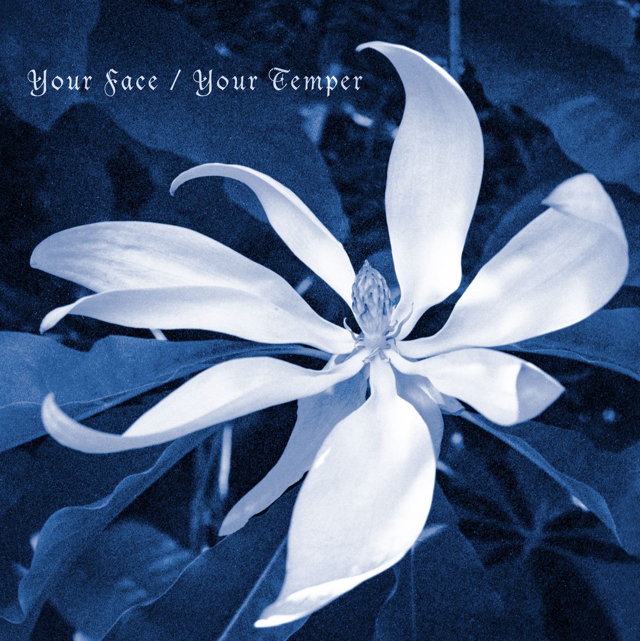 Cover art for Your Face / Your Temper by Jane Baker - a white magnolia on deep blue