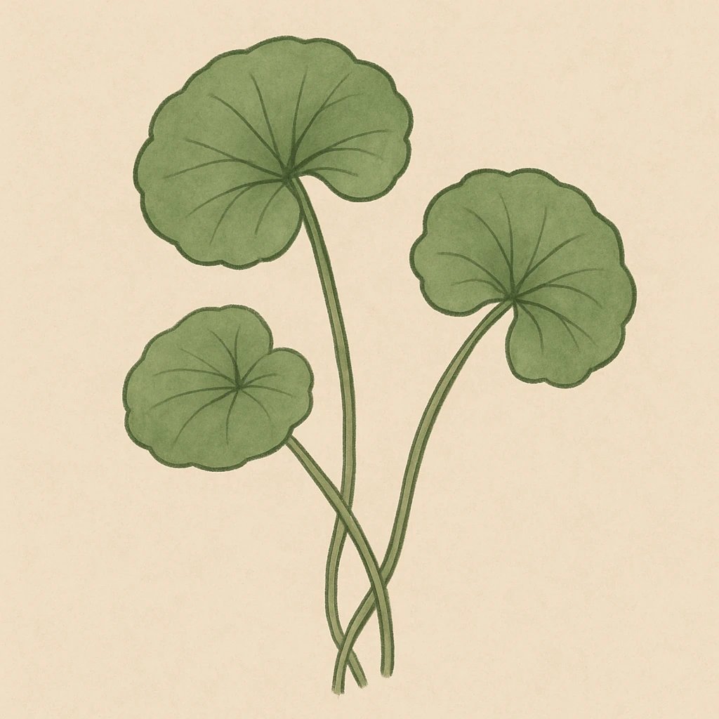 Picture of Centella Asiatica note