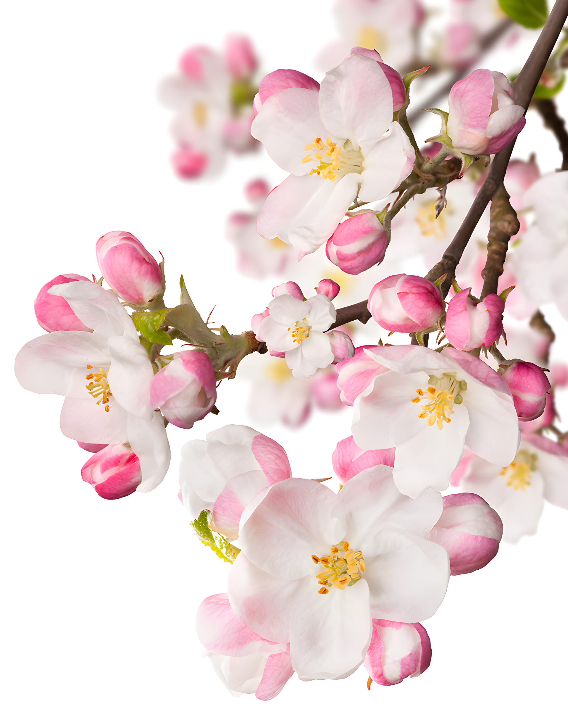 Japanese Garden CVS Essence of Beauty by CVS Essence of Beauty perfume bottle