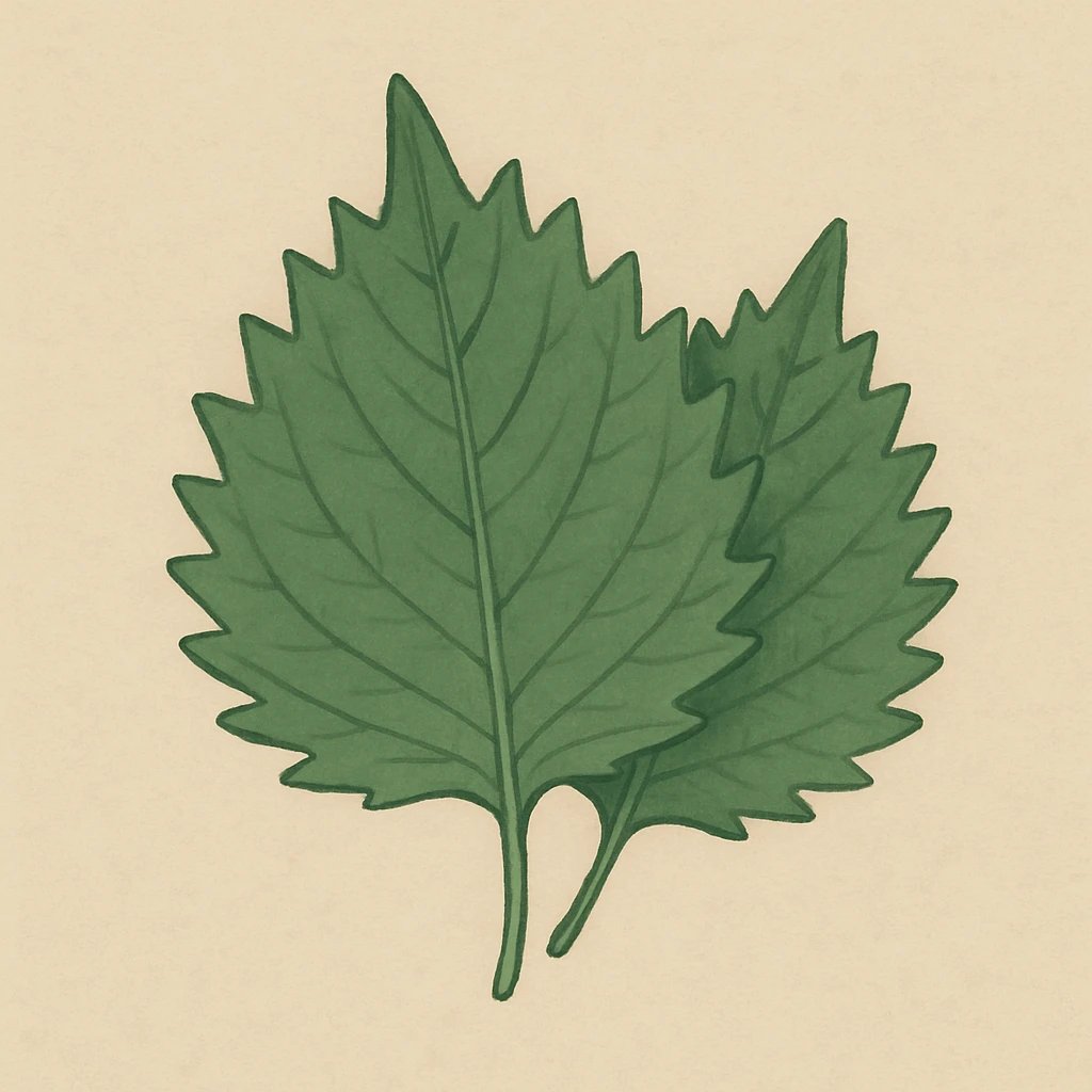 Picture of Shiso note