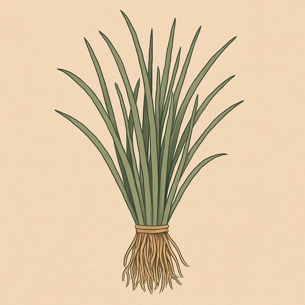 Picture of Madagascan Vetiver note