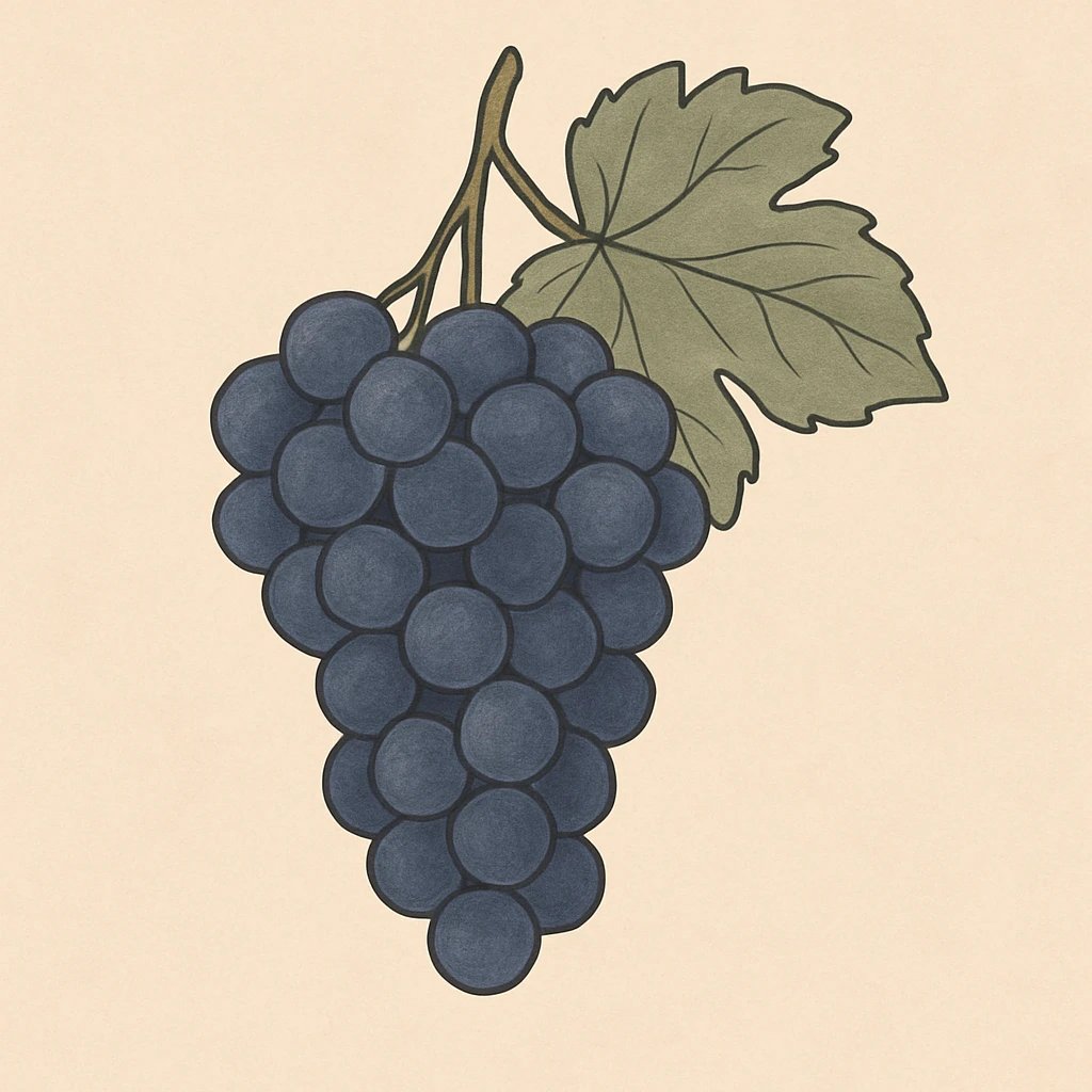 Picture of Pinot Noir Grapes note