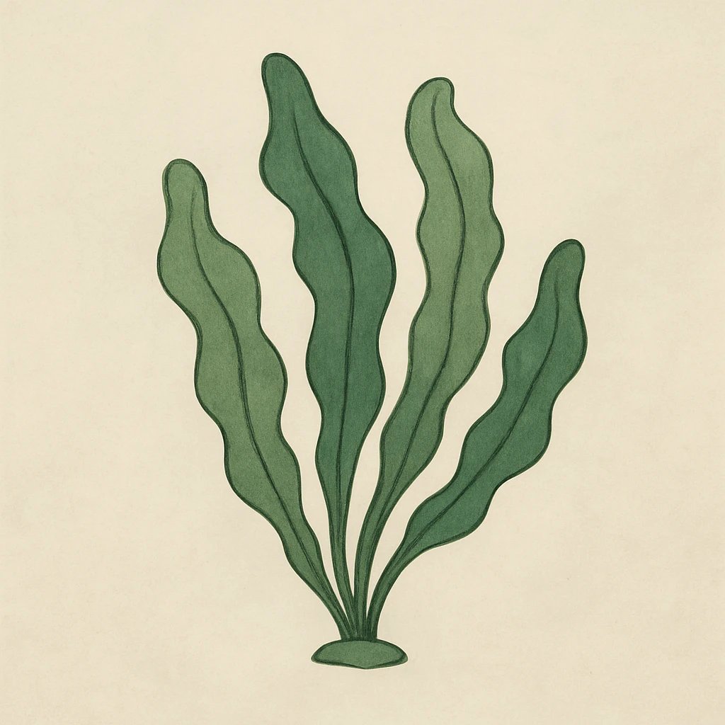 Picture of Seaweed note