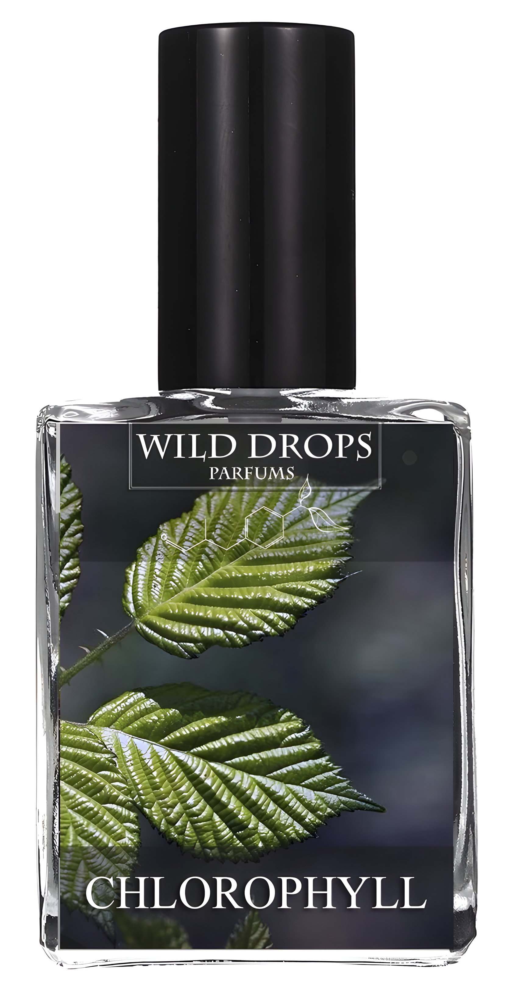 Chlorophyll by Wild Drops Parfums perfume bottle