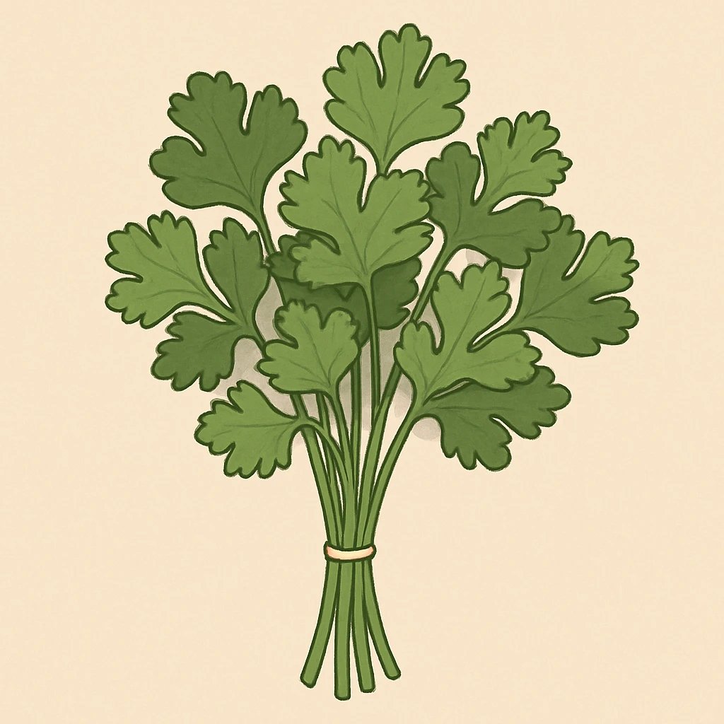 Picture of Cilantro note