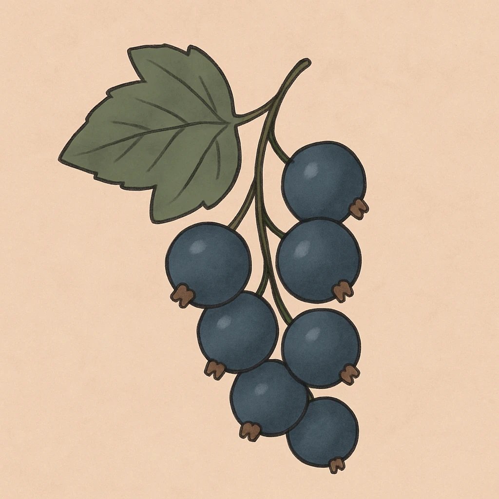 Picture of Cassis note