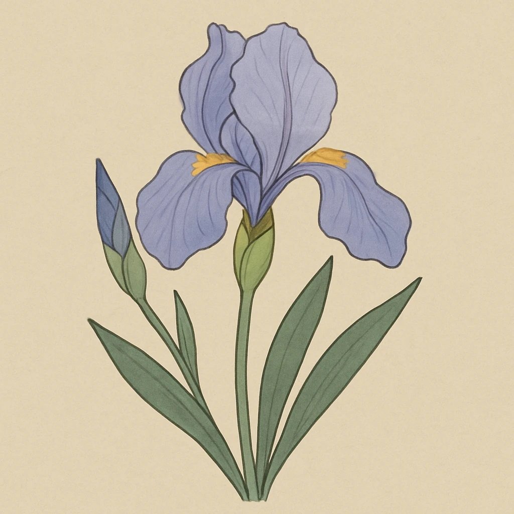 Picture of Italian Iris note