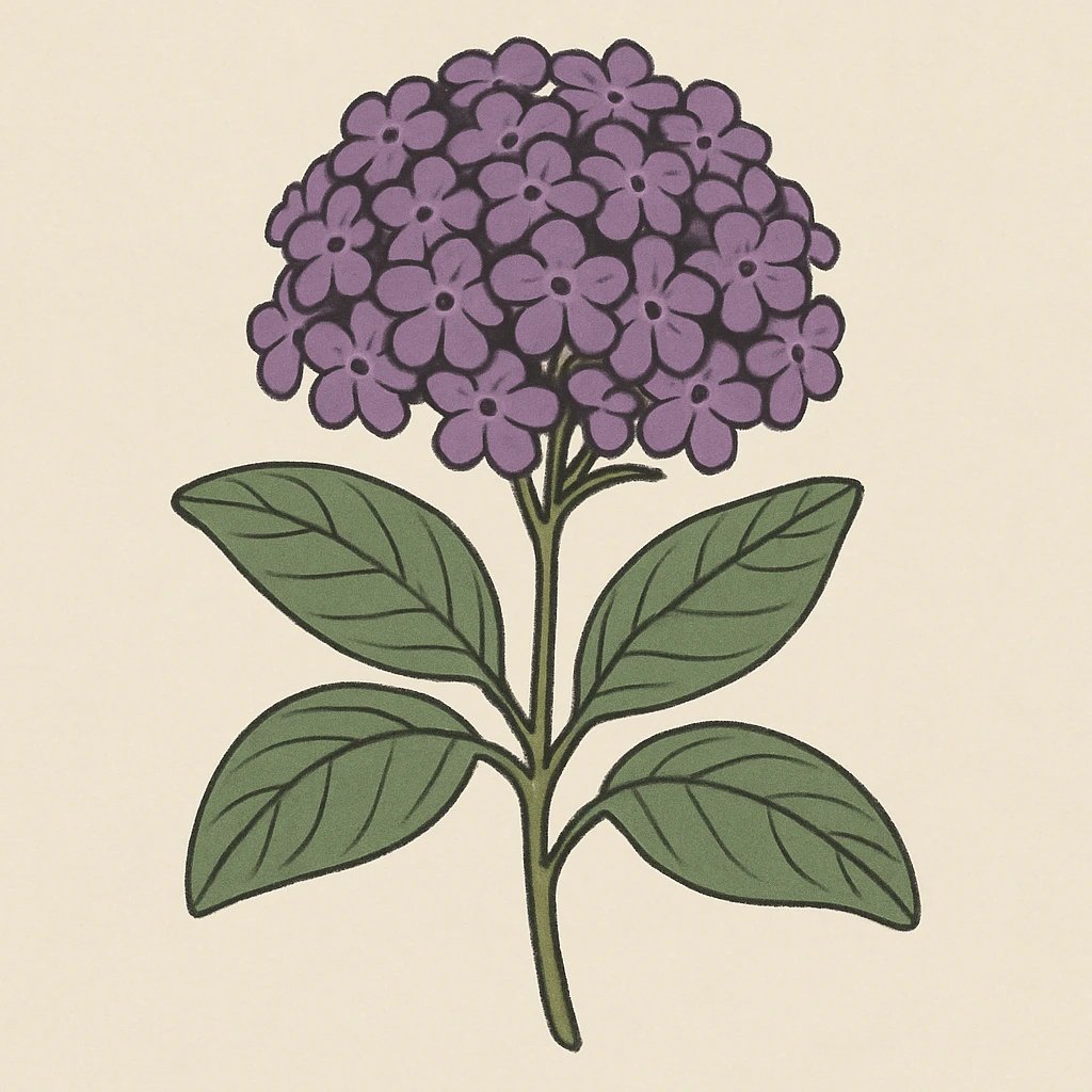 Picture of Heliotrope note