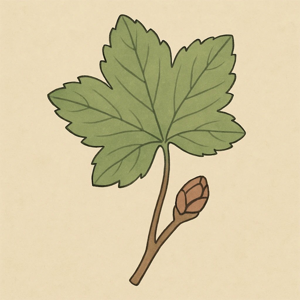 Picture of Currant Leaf and Bud note