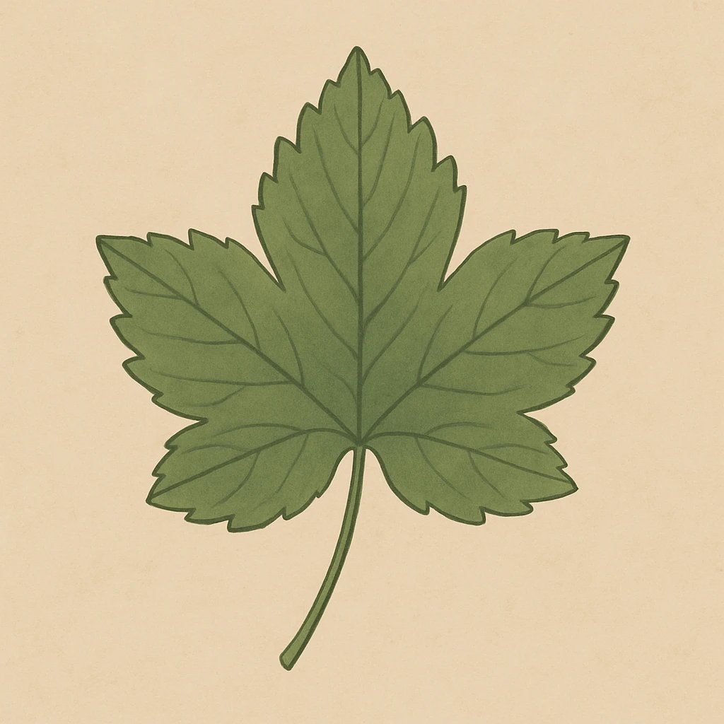 Picture of Black Currant Leaf note