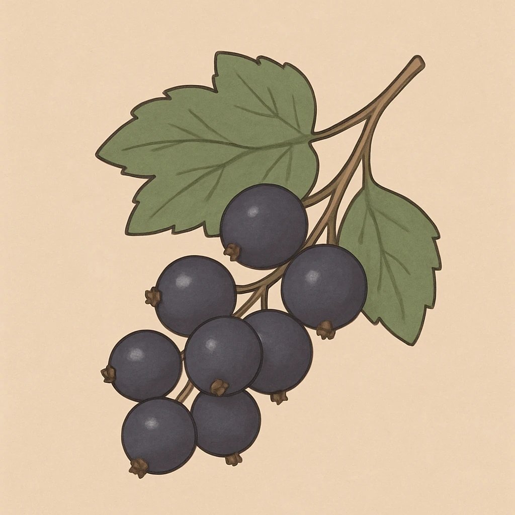 Picture of Black Currant note