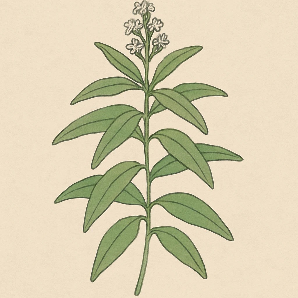 Picture of Lemon Verbena note