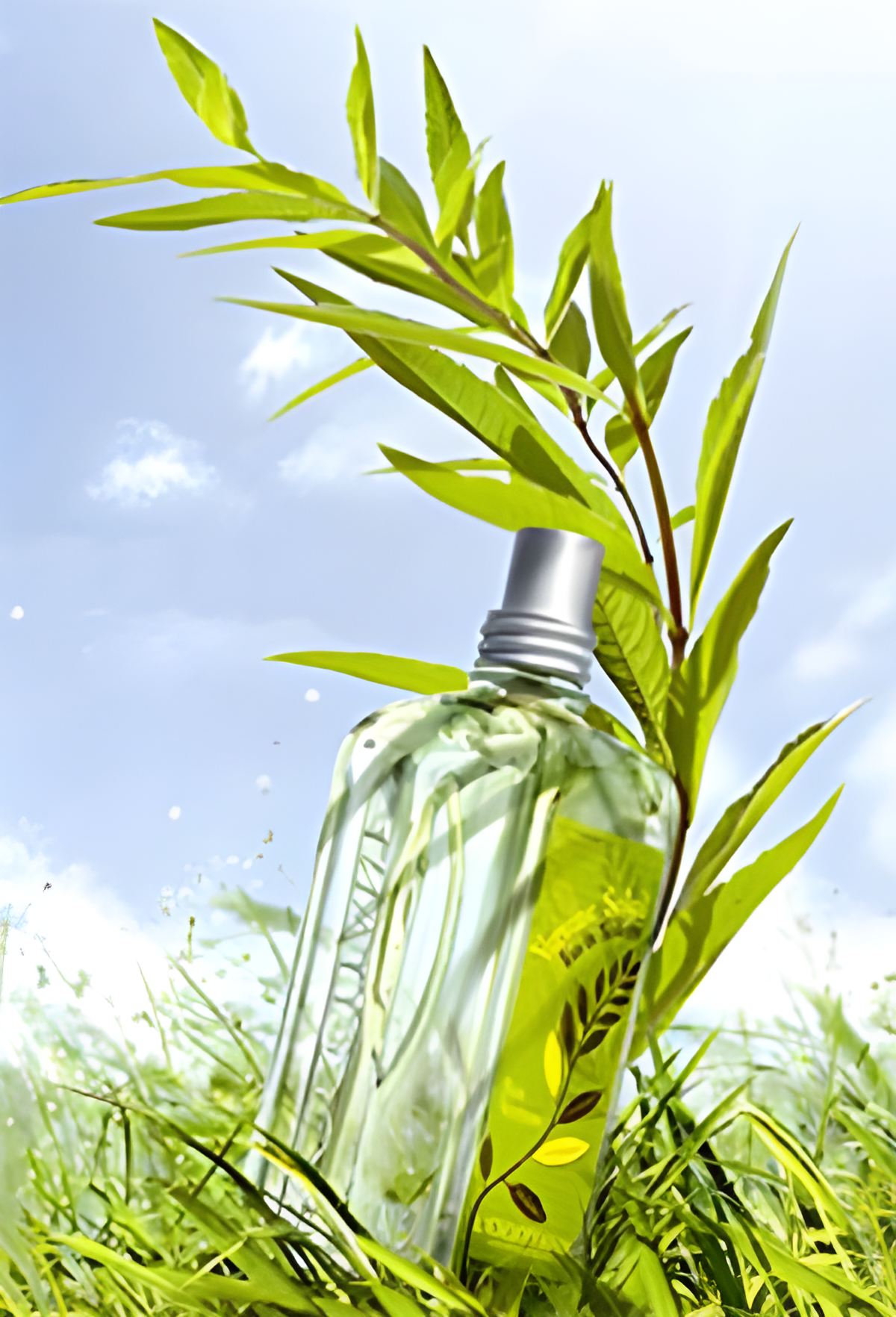 Verbena Sun by L'Occitane en Provence perfume bottle