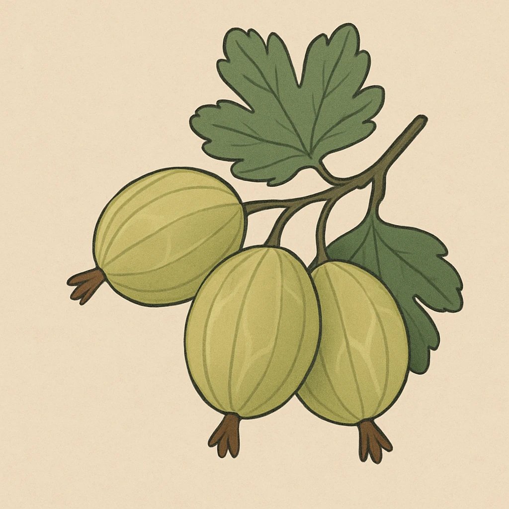 Picture of Gooseberry note