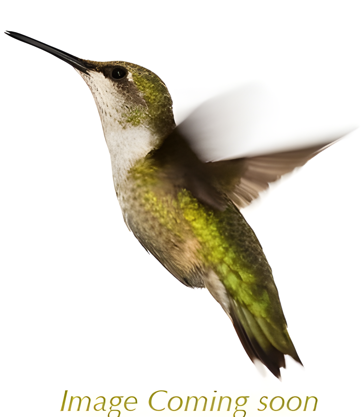 Camelia by Bronnley perfume bottle