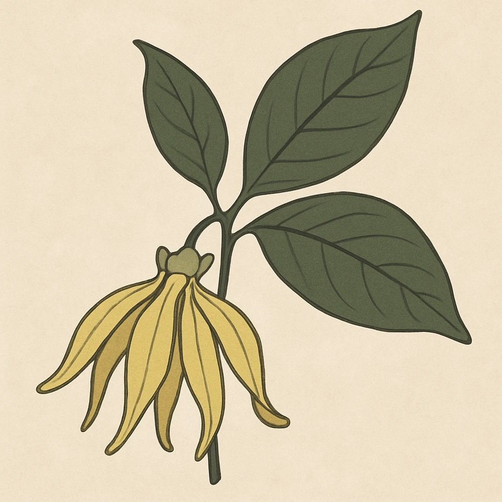 Picture of Cananga note
