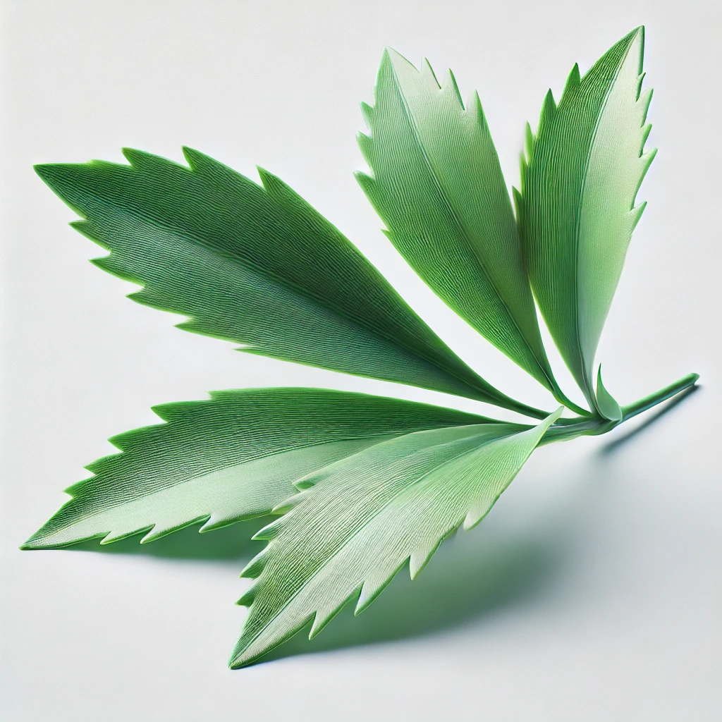 Picture of Carnation Leaves note