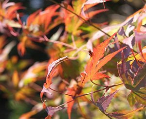 Autumn by Bud Parfums perfume bottle