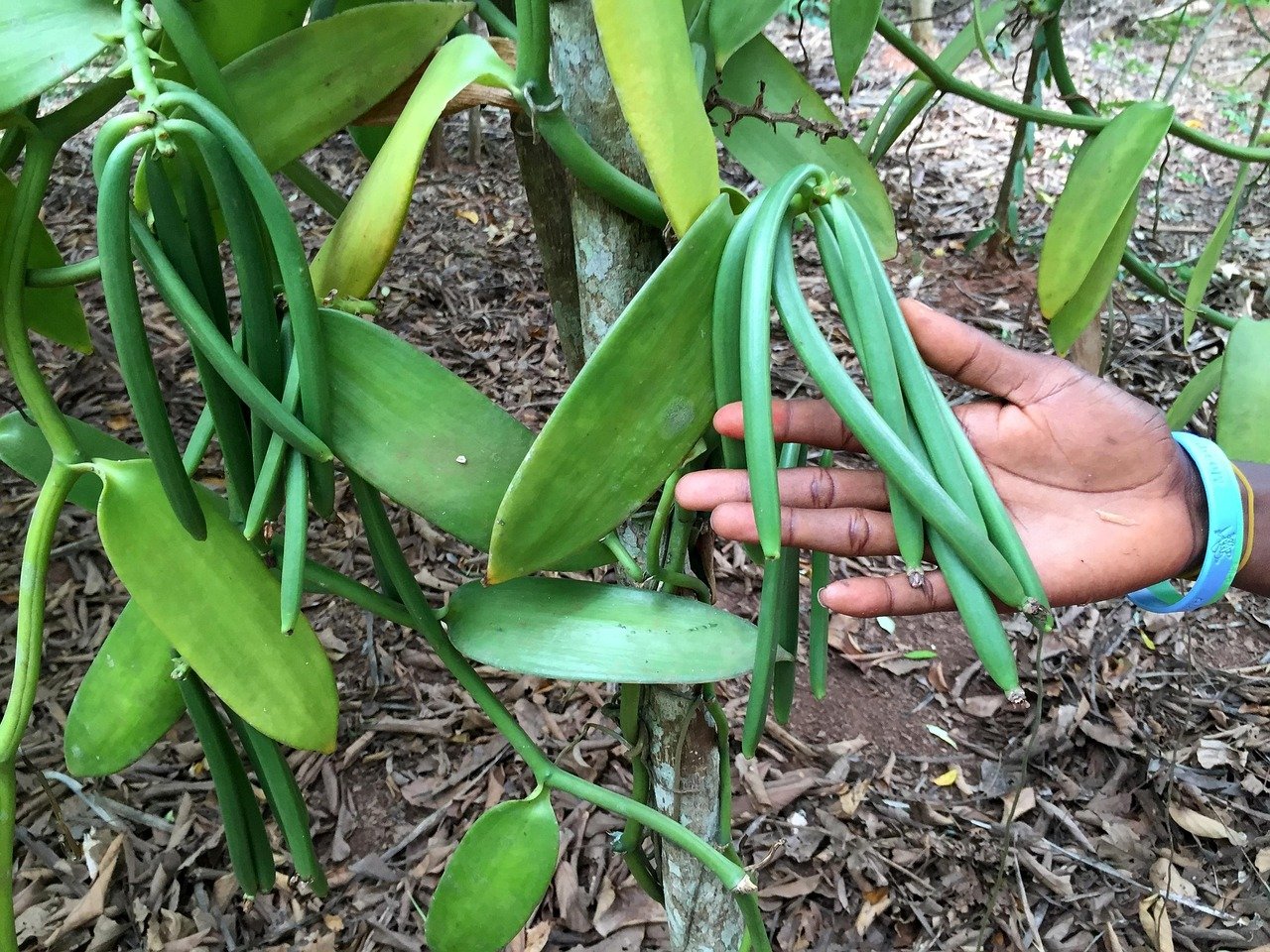 how-vanilla-grows