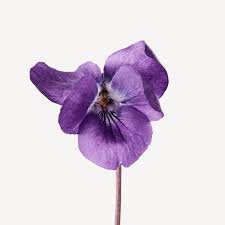 Picture of Black Violet note