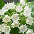 Picture of BreadFlower note