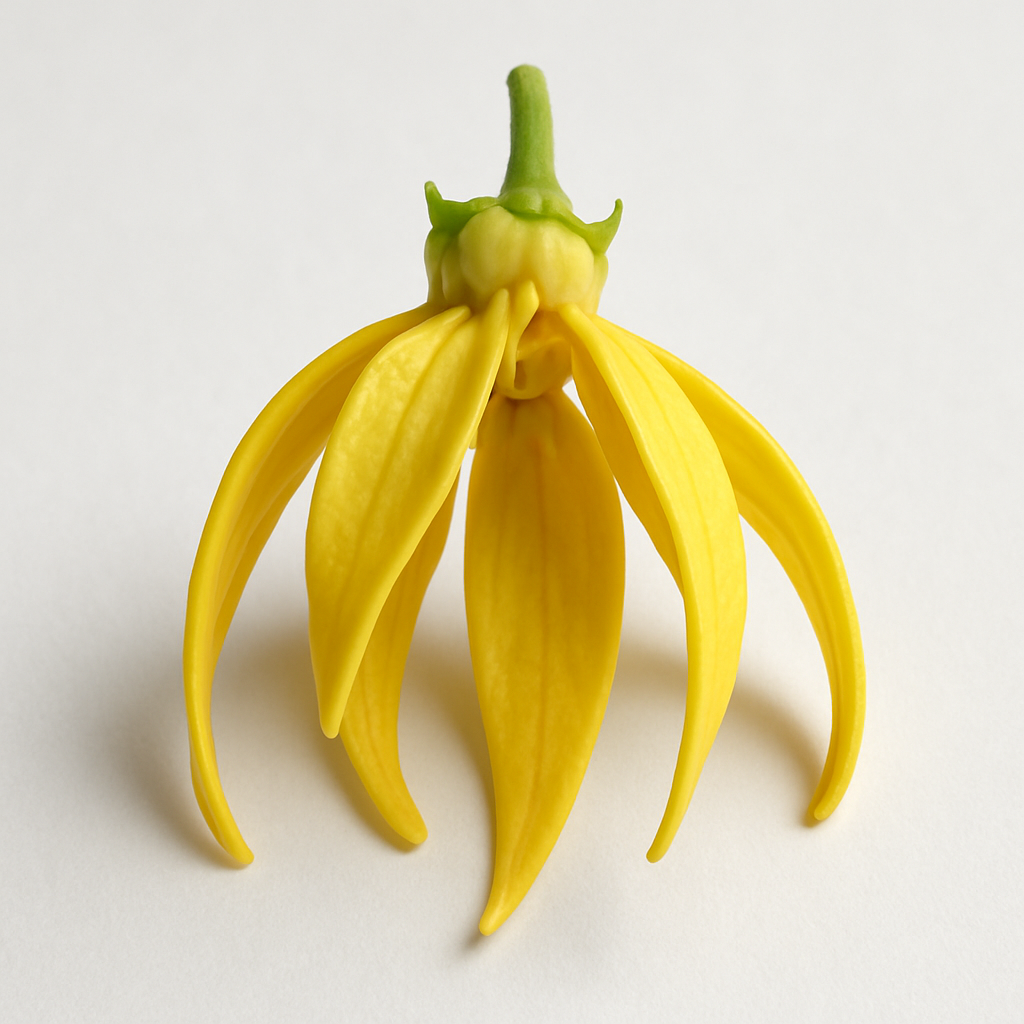 Picture of Madagascan Ylang Ylang note