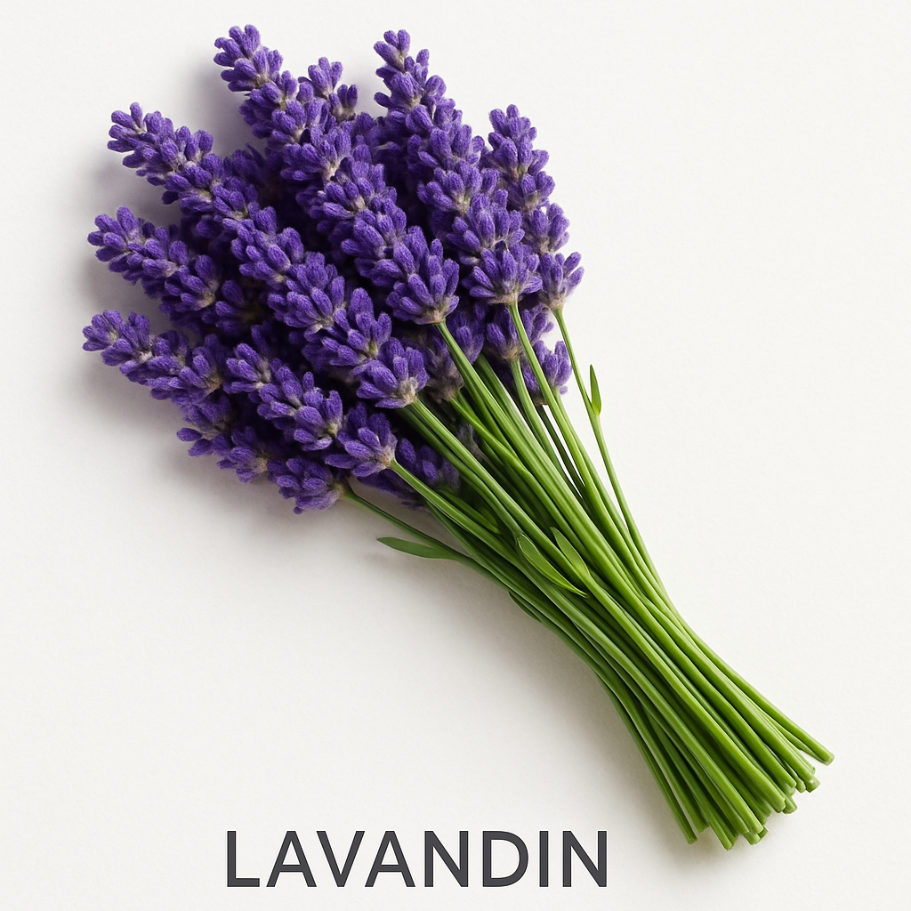 Picture of Lavandin note
