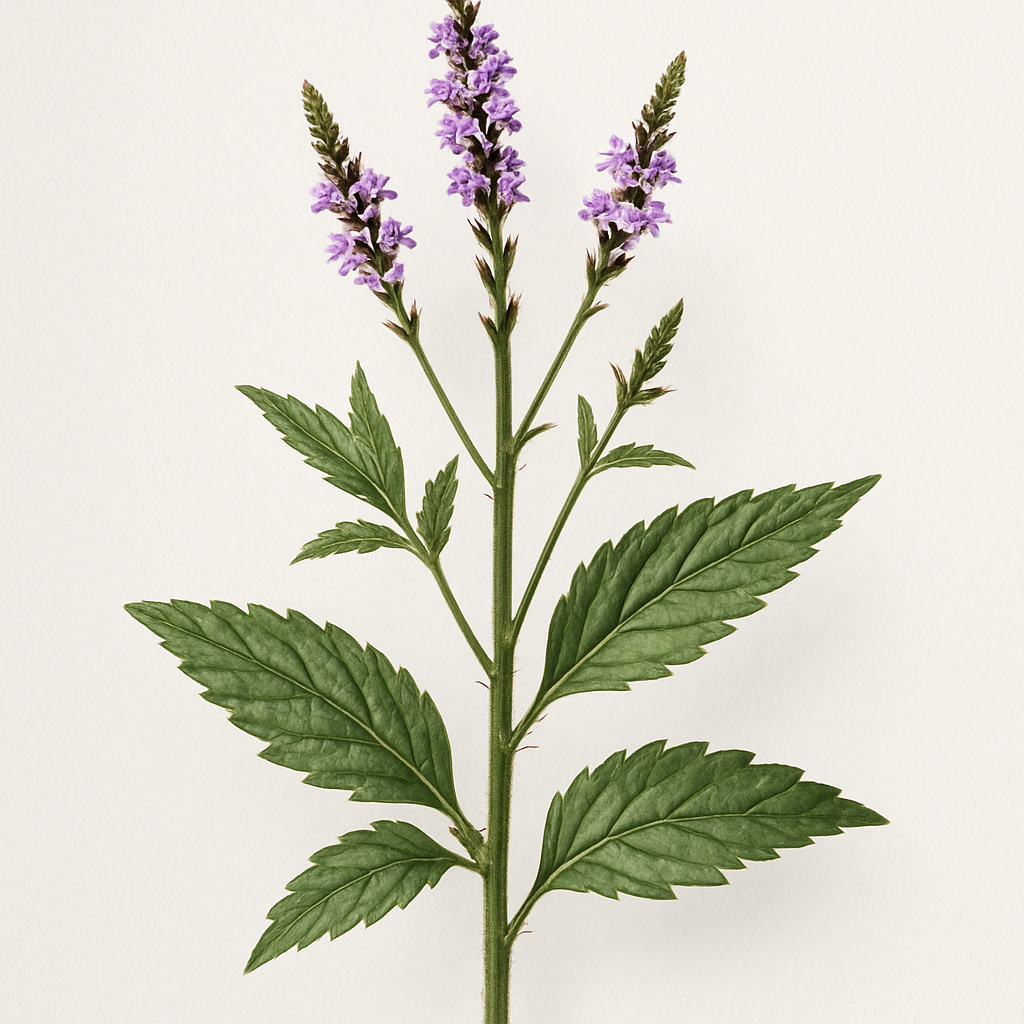 Picture of Vervain note