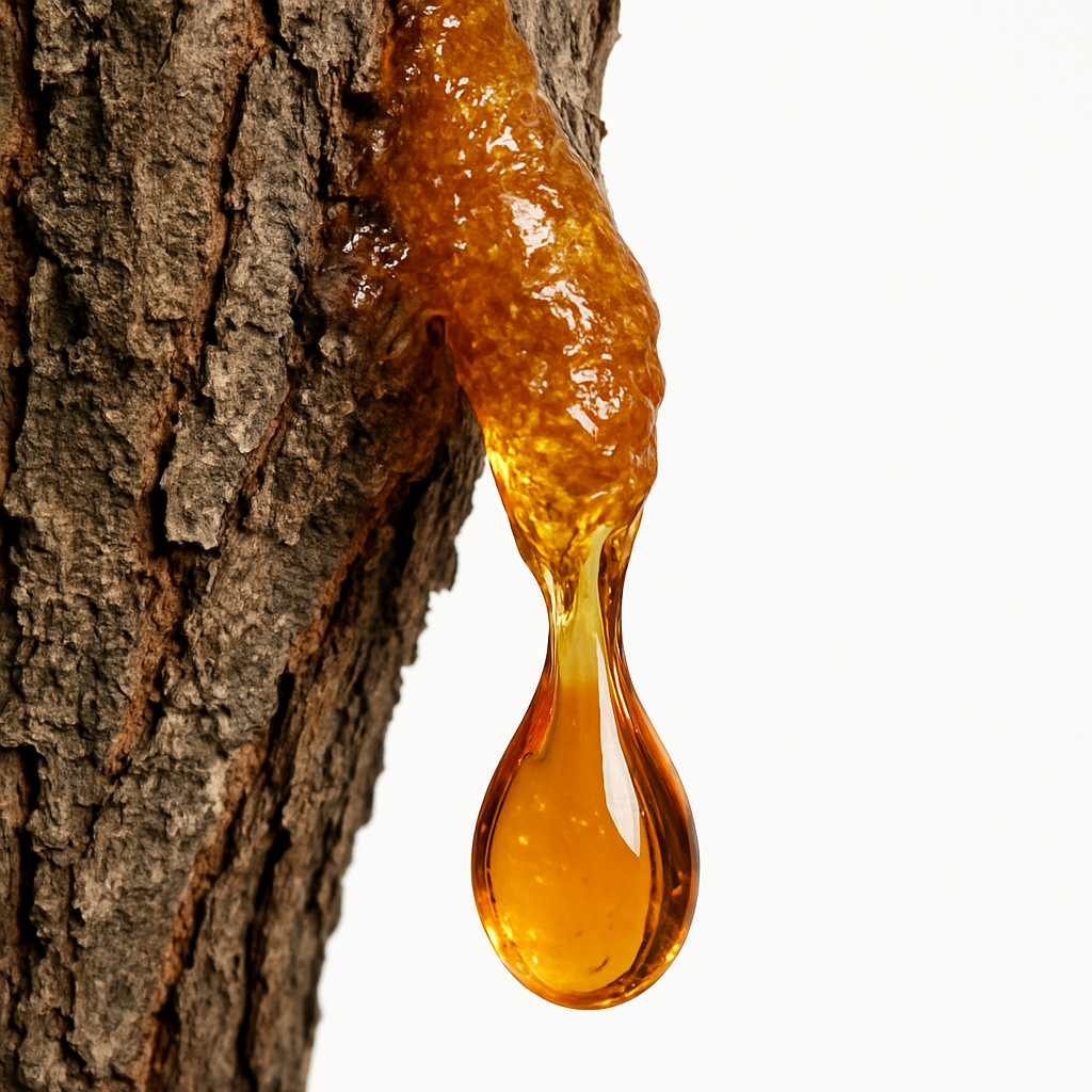 Picture of Tree Sap note
