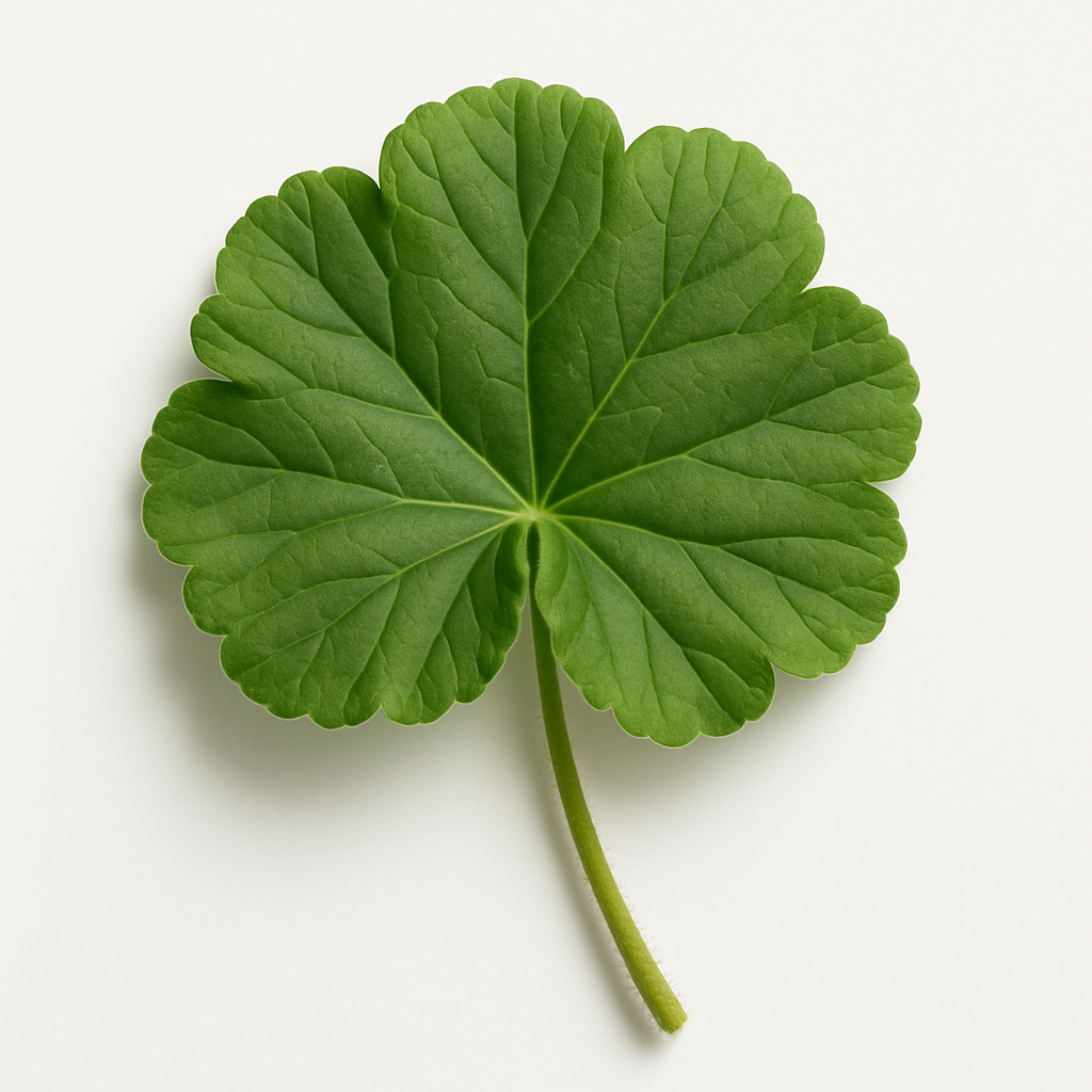 Picture of Geranium Leaf note