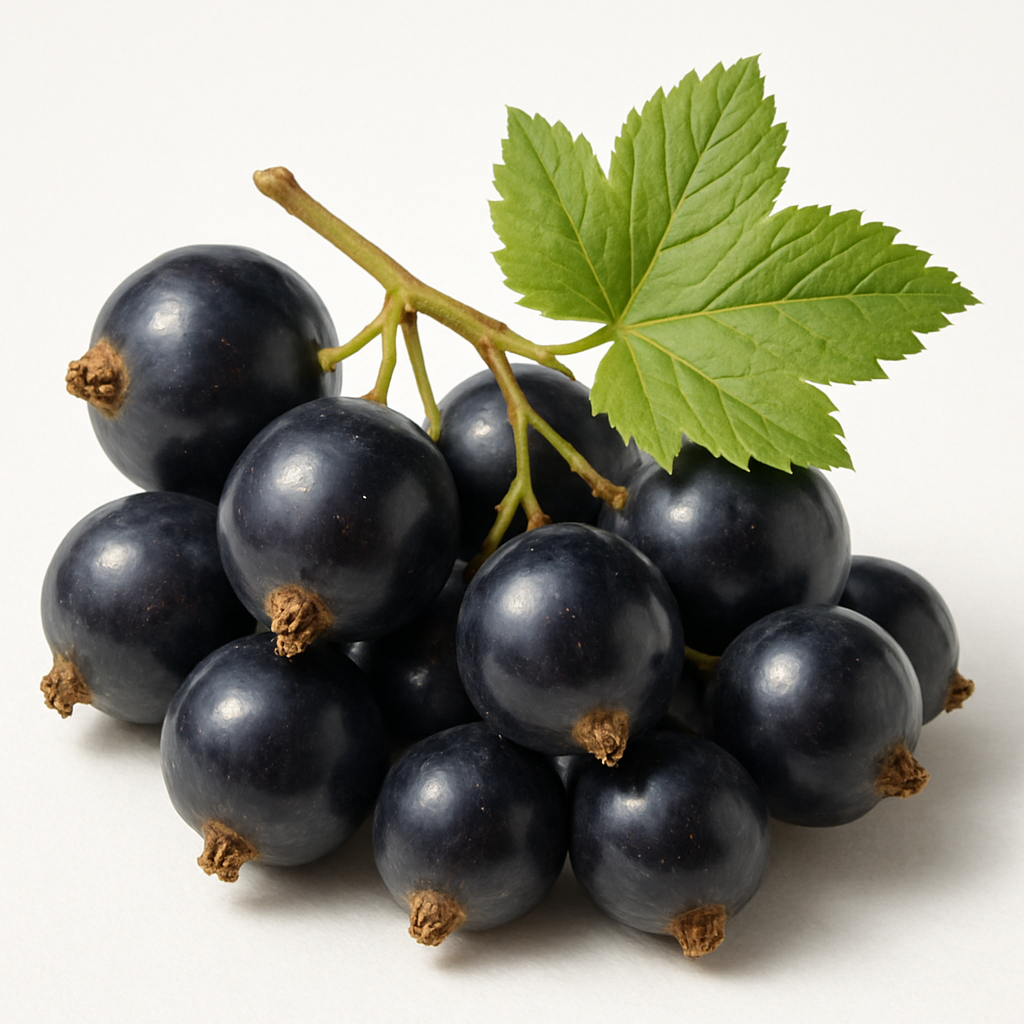 Picture of Cassis note