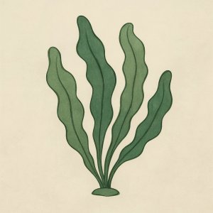 Seaweed