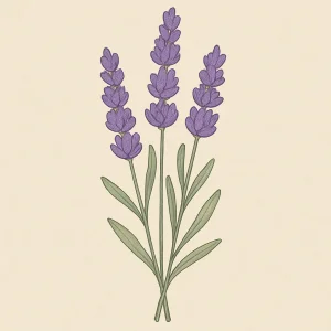 Lavender