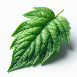 Tomato Leaf
