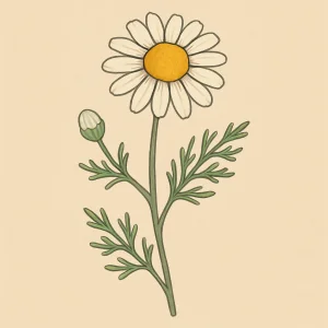 Chamomile